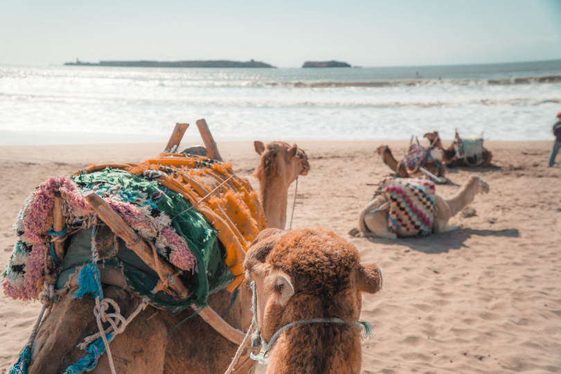 Essaouira_Camels
